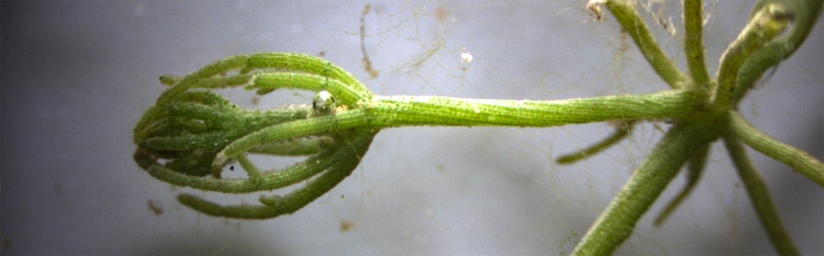 Chara vulgaris
